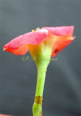  Cyathium